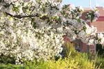 Image of Donald Wyman Flowering Crabapple